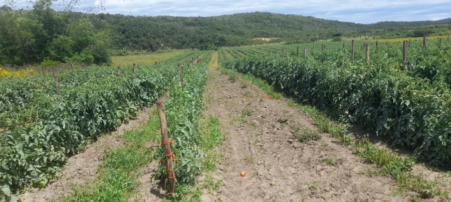 Commercial Property for Sale in Komga Rural Eastern Cape